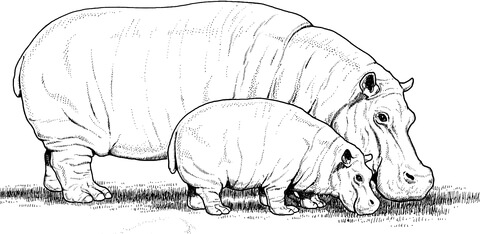 Baby Hippo with Mother Coloring page