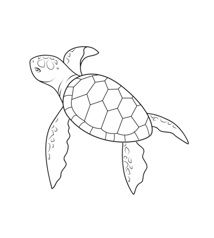 Baby Turtle Coloring page