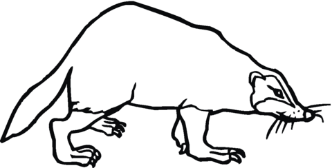 Badger 2 Coloring page