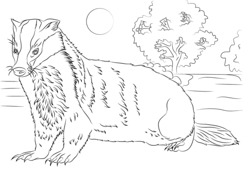 Badger Coloring page