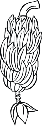 Hand of Bananas on a branch Coloring page