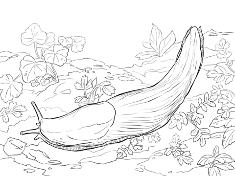 Banana Slug Coloring page