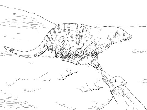 Banded Mongoose Coloring page