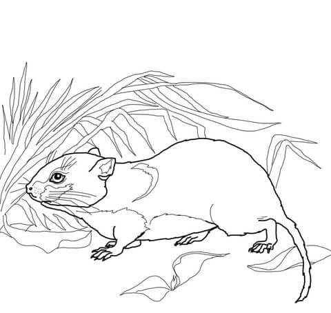 Bank Vole Coloring page