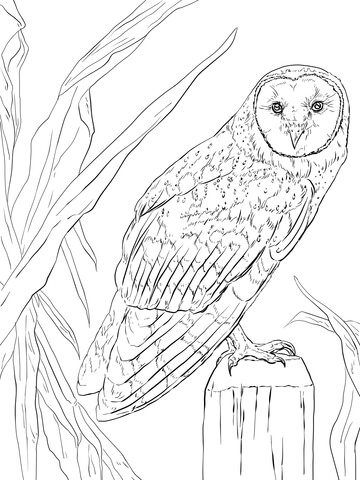 Barn Owl Coloring page