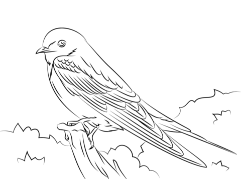 Barn Swallow Coloring page