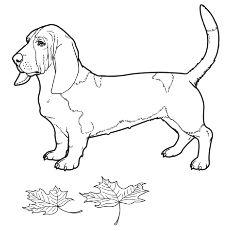 Basset Hound  Coloring page