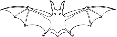 Bat 16 Coloring page