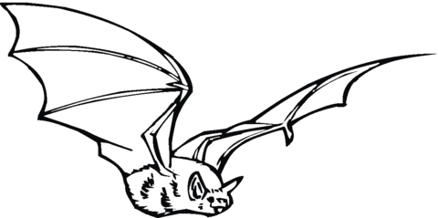 Bat 17 Coloring page