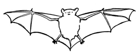 Bat 21 Coloring page