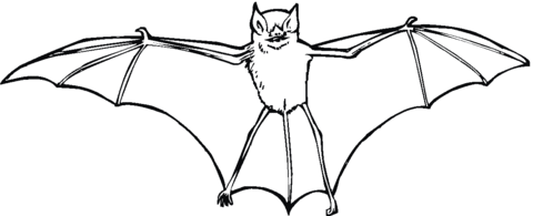 Bat 9 Coloring page