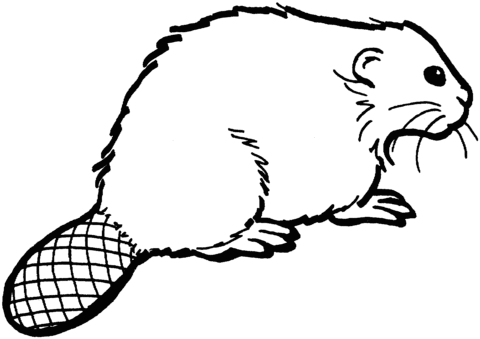 Beaver 11 Coloring page