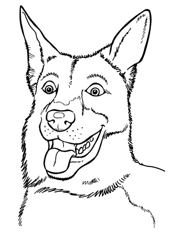 Belgian Malinois Coloring page