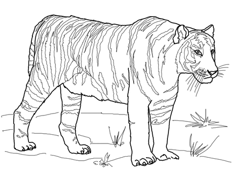 Bengal Tiger Coloring page