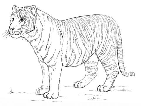 Bengal Tiger Coloring page