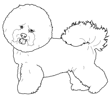 Bichon Frise Coloring page