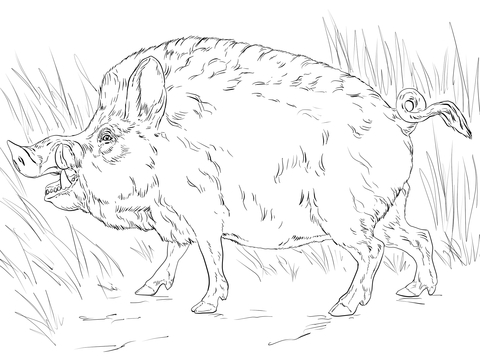 Big Wild Boar Coloring page