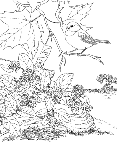 Black Capped Chickadee and Mayflower Massachusetts Bird and Flower Coloring page