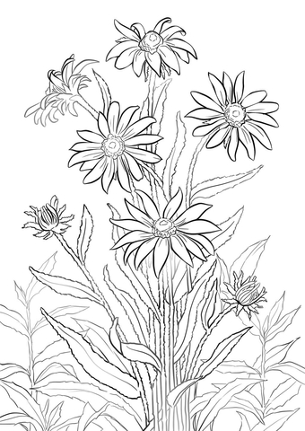 Black-eyed Susan Coloring page