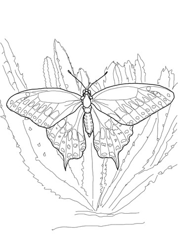 Black Swallowtail Coloring page
