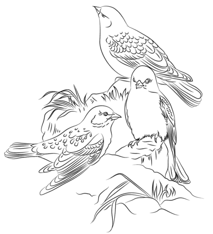 Black-winged snowfinches  Coloring page