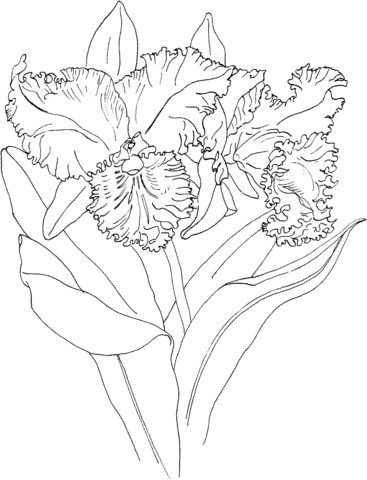 Blc Memoria Crispin Rosales Orchid Coloring page