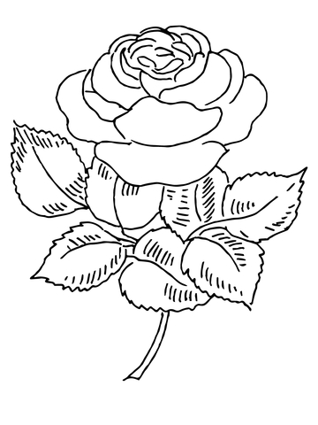 Blooming Rose Coloring page