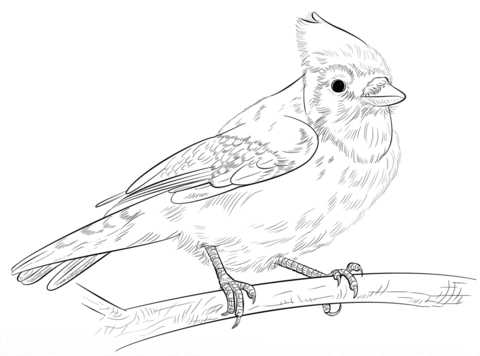 Blue jay on a branch Coloring page