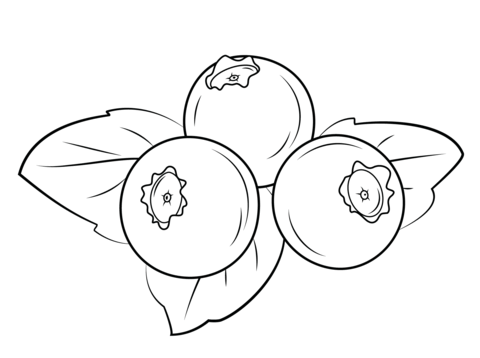 Blueberries Coloring page