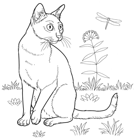 Bombay Cat  Coloring page