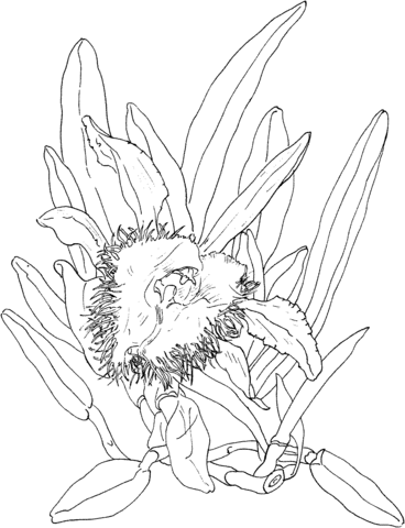 Brassavola Digbyana Orchid Coloring page