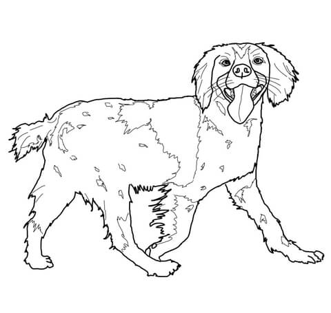 Brittany Spaniel Coloring page