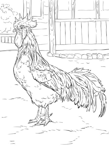 Brown Leghorn Rooster Coloring page