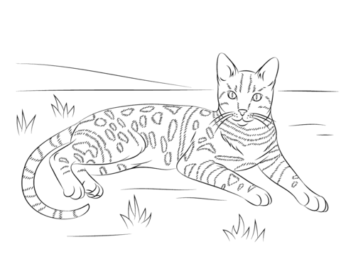 Brown Spotted Tabby Bengal Cat Coloring page