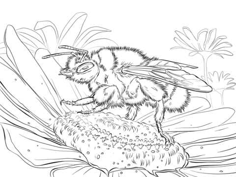 Buff Tailed Bumblebee Coloring page