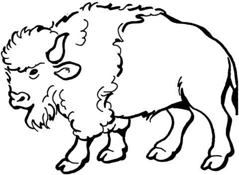 Bison Coloring page