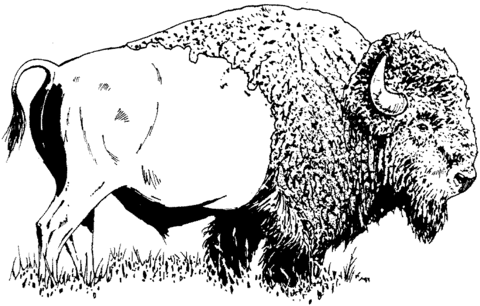 Bison (American buffalo) Coloring page