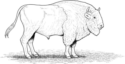 American bison Coloring page