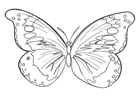 Butterfly Coloring page