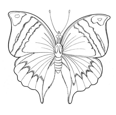 Butterfly Coloring page