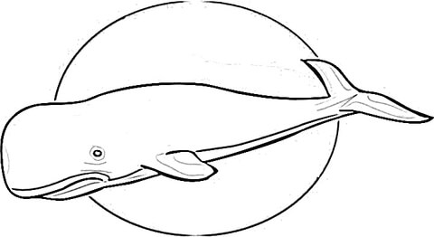 Cachalot Sperm Whale  Coloring page