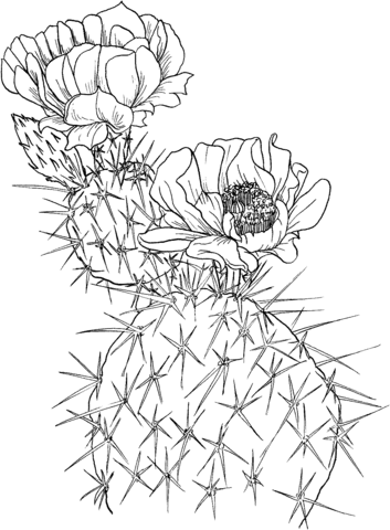 Opuntia nopal or prickly pear cactus Coloring page