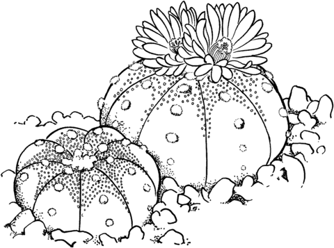 Astrophytum asterias or Sand Dollar Cactus Coloring page