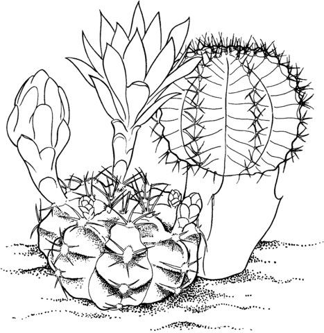 Gymnocalycium mihanovichii 'Hibotan' cactus Coloring page