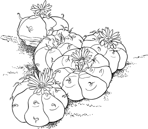 Lophophora Williamsii or the Peyote cactus Coloring page