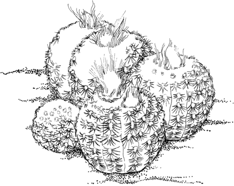 Frailea pygmaea cactus Coloring page