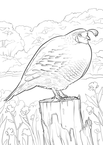 California Quail Coloring page