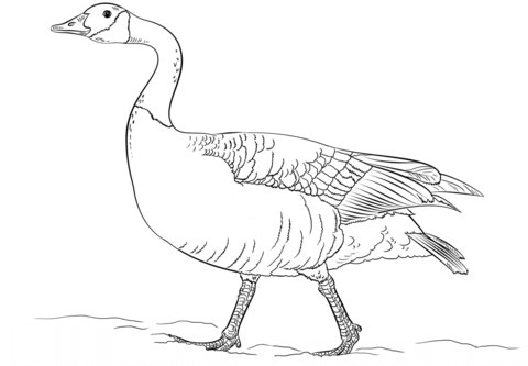 Canadian goose walking Coloring page