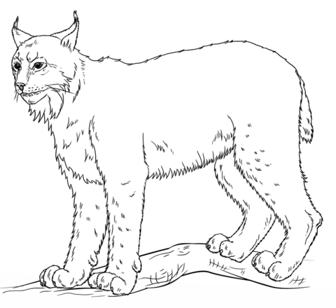 Canada Lynx walking Coloring page