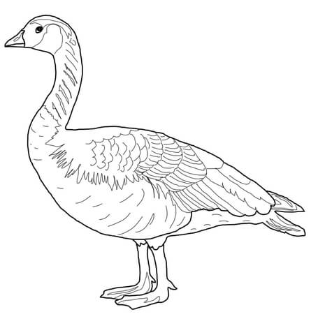 Canada Wild Goose Coloring page